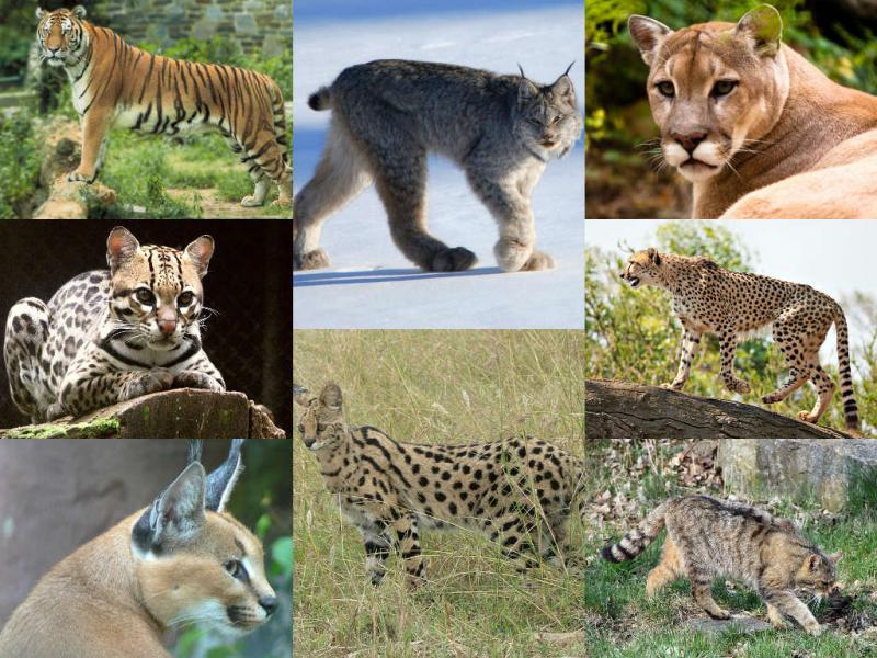 Collage of wild big cats